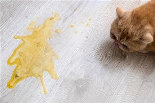 Per què els gats es mengen el seu propi vòmit? 5 causes aprovades pel veterinari