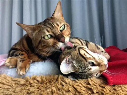 Hvorfor slikker katter hverandre? 3 sannsynlige årsaker