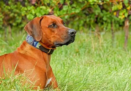 2023-yilda Rhodesian Ridgebacks uchun 10 ta eng yaxshi it ovqatlari – Sharhlar & Eng yaxshi tanlovlar