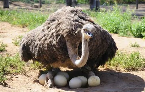 Ovos de Avestruz: Comparação de Tamanhos & Preço (Com Fotos)