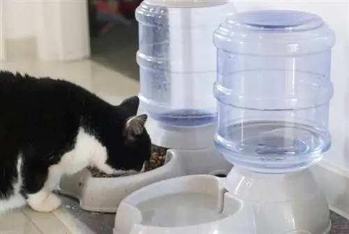 10 Լավագույն ավտոմատ կատուների սնուցիչներ Կանադայում 2023 թվականին – Կարծիքներ & Լավագույն ընտրանքներ