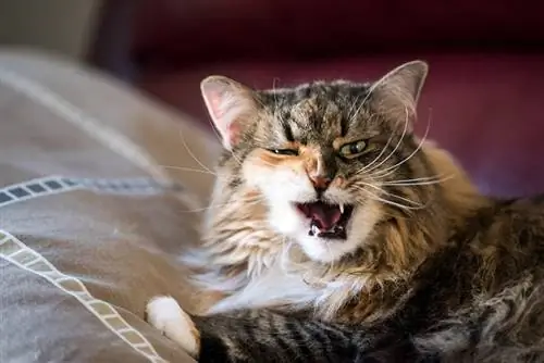 25 čudnih ponašanja mačaka & Što oni znače