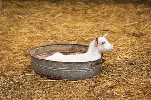 Puoi fare il bagno a una capra? Consigli per l'igiene & FAQ