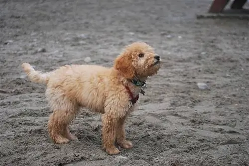 Top 30 mest populære hypoallergeniske hunde i 2023 (med billeder)