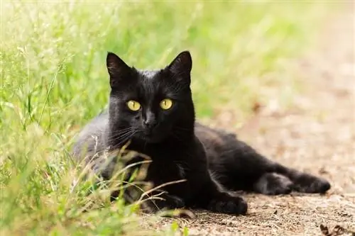Здравословни проблеми на бомбайска котка: 5 опасения, прегледани от ветеринар