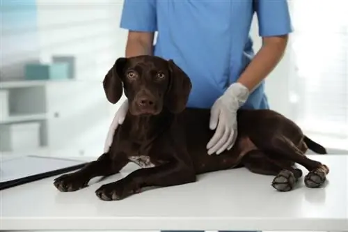 Ulçera e stomakut të qenit: Veterineri ynë shpjegon shenjat, shkaqet & Kujdesi