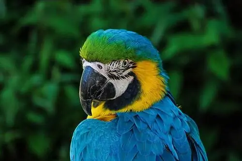 Slik rengjør du neseborene til en papegøye: 2 enkle metoder