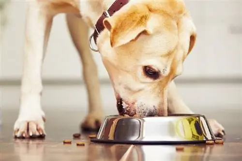 Els 10 millors aliments assequibles per a gossos per a laboratoris el 2023: ressenyes & millors opcions