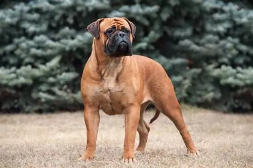 9 Beste Hondekos vir Bullmastiffs in 2023 – Resensies & Topkeuses