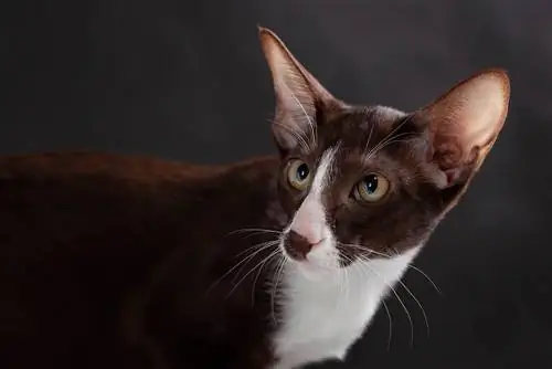 Gato Bicolor Oriental: Imagens, Temperamento & Traços