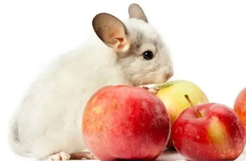 Kan chinchillaer spise æbler? Vigtig info