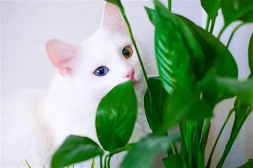 Czy lilie pokojowe są toksyczne dla kotów? Fakty, Znaki & Zapobieganie