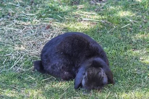 Cashmere Lop Rabbit: Omsorg, temperament, Habitat & Træk (med billeder)