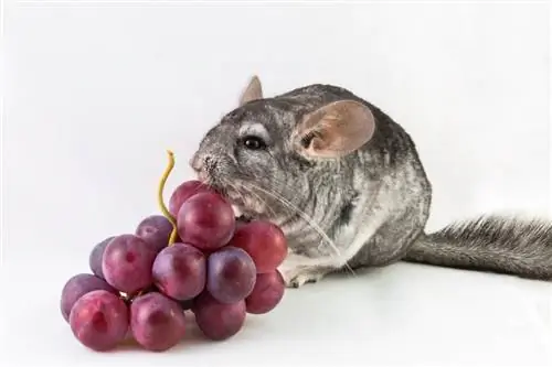 A mund të hanë chinchilla rrush? Çfarë duhet të dini