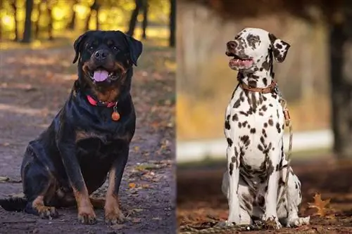 Rottmatian (Rottweiler & Dalmatian aralashmasi): Ma'lumot, rasmlar, temperament & belgilar