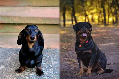 Rottweiler tacskó keverék: Képek, gondozási útmutató, temperamentum & Tulajdonságok