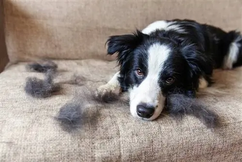 ¿Qué son los pelos protectores en los perros? Datos aprobados por veterinarios & Preguntas frecuentes