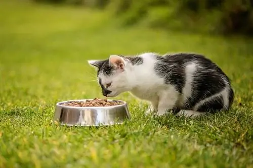 Els 9 millors aliments per a gats per a gats salvatges el 2023: ressenyes & millors opcions
