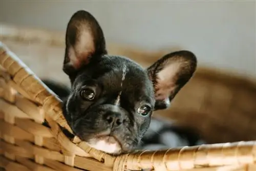 Fransk bulldog nyser omvendt, hvad skal man gøre? Dyrlægegodkendt rådgivning
