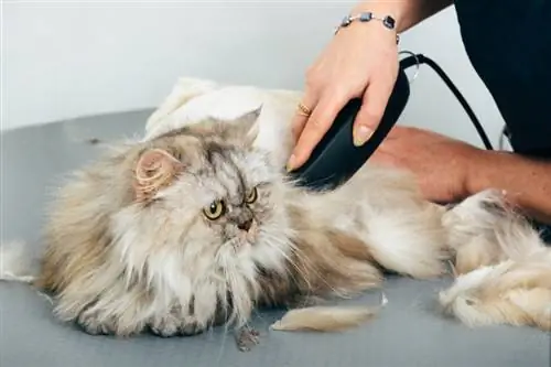 Quant de temps trigarà a créixer el pèl del gat? Fets aprovats pel veterinari & PMF