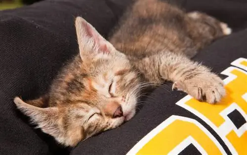 Mengapa Kucing Saya Tidur Di Antara Kaki Saya? 3 Alasan Ditinjau Dokter Hewan