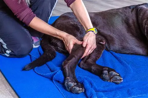 Come prevenire problemi articolari & Artrite nei cani: 6 consigli approvati dal veterinario