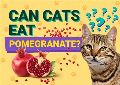 Можно ли кошкам есть гранат? Факты, проверенные ветеринарами, которые нужно знать