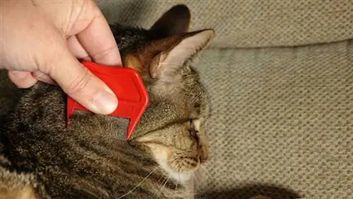 Πώς να χρησιμοποιήσετε μια χτένα ψύλλων σε μια γάτα: 7 εγκεκριμένες συμβουλές από κτηνίατρο