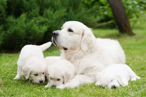 White Labrador Retriever Dog Breed: Mga Katotohanan, Pinagmulan & Kasaysayan (May Mga Larawan)