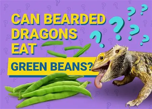 Bisakah Bearded Dragon Makan Kacang Hijau? Fakta yang Disetujui Dokter Hewan & FAQ