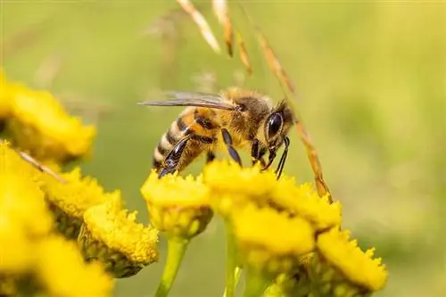 Kumakain ba ang mga ibon ng mga bubuyog? Mga Species na Gumagawa, Mga Katotohanan & FAQ