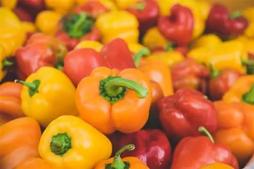 Kan kycklingar äta paprika? Veterinär godkänd hälsofakta & FAQ