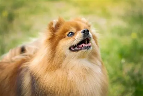 Red Pomeranian: Facts, Origin & History (with Pictures)