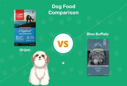 Hrana pentru câini Orijen vs Hrana pentru câini Blue Buffalo: 2023 Comparație, avantaje & Contra