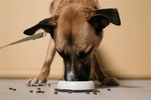 7 საუკეთესო ძაღლის საკვები ყურის ინფექციებისთვის 2023 წელს – მიმოხილვები & საუკეთესო არჩევანი