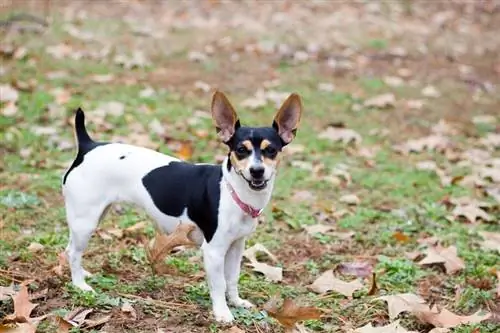 Els 10 millors aliments per a gossos per a Rat Terriers el 2023 - Ressenyes & Les millors opcions