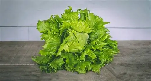 Ar vištos gali valgyti salotas? Veterinarijos patvirtinti sveikatos faktai & DUK