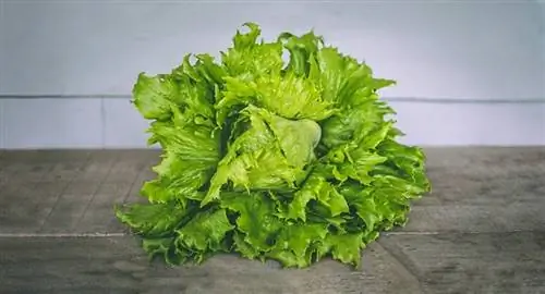 Maaari bang Kumain ng Lettuce ang Manok? Mga Katotohanan sa Kalusugan na Inaprubahan ng Vet & FAQ