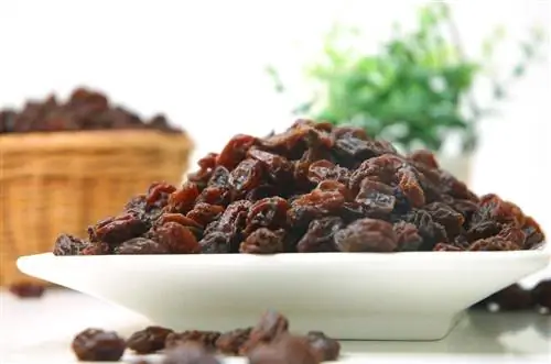 Maaari bang Kumain ng Raisins ang Manok? Mga Katotohanan sa Kalusugan na Inaprubahan ng Vet & FAQ