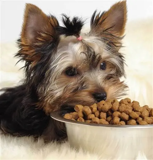 10 Thức ăn cho chó tốt nhất dành cho chó Yorkies tại Walmart năm 2023: Nhận xét & Lựa chọn hàng đầu