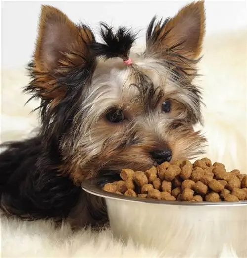 10 อาหารสุนัขที่ดีที่สุดสำหรับ Yorkies ที่ Walmart ในปี 2023: บทวิจารณ์ & รายการยอดนิยม