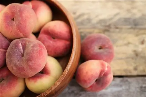 Ar vištos gali valgyti persikus? Veterinarijos patvirtinti sveikatos faktai & DUK