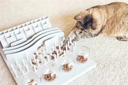 8 DIY Cat Feeder Puzzles ที่คุณสร้างได้แล้ววันนี้ (พร้อมรูปภาพ)