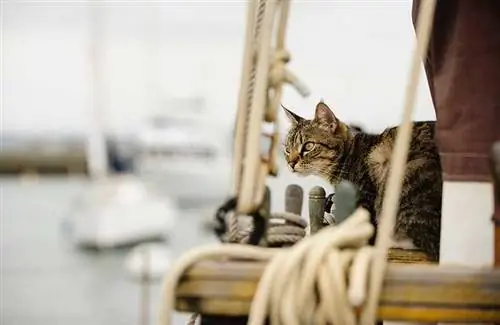 Dlaczego marynarze zabierali koty na swoje statki? Fascynująca odpowiedź