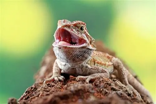 Puas yog Bearded Dragons have Teeth? Cov Lus Nug Txog & Cov Lus Qhia Txog Kev Kho Mob