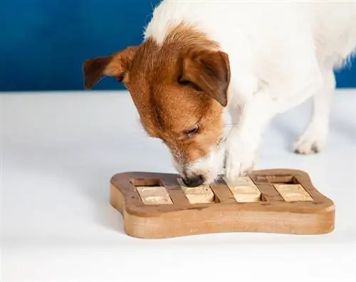 8 melhores brinquedos de estimulação mental para cães em 2023 – avaliações & principais escolhas