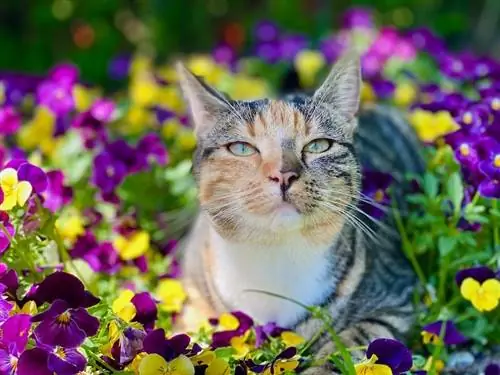 180 цветочных имен для кошек: красивые & Симпатичные варианты для вашей кошки