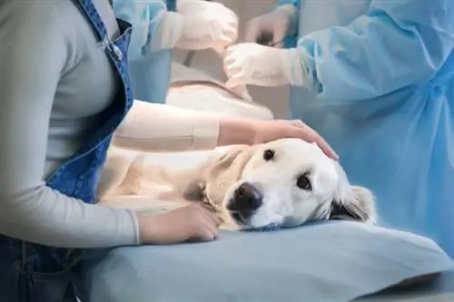 Որքա՞ն ժամանակ կպահանջվի իմ շան ապաքինման համար ստամոքսի վիրահատությունից հետո: