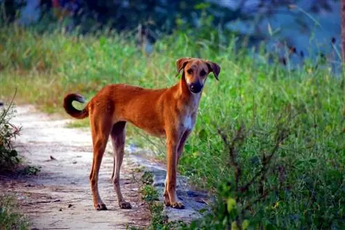 ছবি