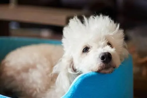 A është pankreatiti ngjitës midis qenve? Shkaqet, Shenjat e Miratuara Veterinarë & Kujdes